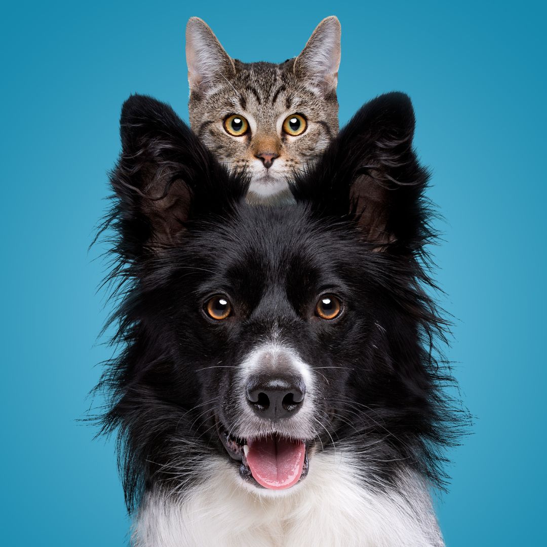 A cat sitting on a dog looking at the camera