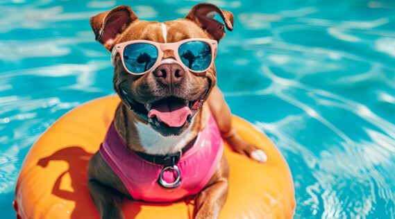 A dog in a swimming pool on an inflatable ring